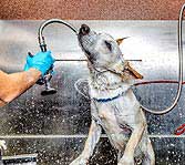 Car Wash Calgary – Keep Your Car Clean and Beautiful